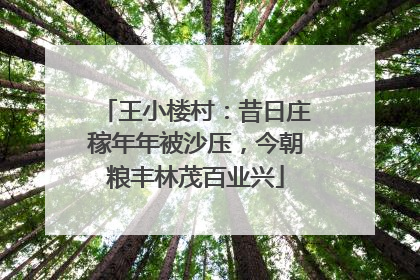 王小楼村：昔日庄稼年年被沙压，今朝粮丰林茂百业兴