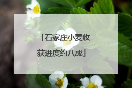 石家庄小麦收获进度约八成