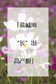 盐碱地“长”出高产粮
