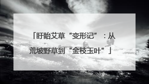 盱眙艾草“变形记”：从荒坡野草到“金枝玉叶”