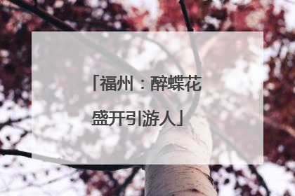 福州：醉蝶花盛开引游人