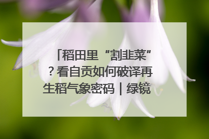 稻田里“割韭菜”？看自贡如何破译再生稻气象密码｜绿镜头·发现中国