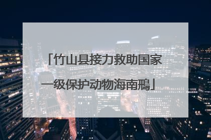 竹山县接力救助国家一级保护动物海南鳽