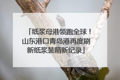 纸浆母港领跑全球！山东港口青岛港再度刷新纸浆装箱新纪录