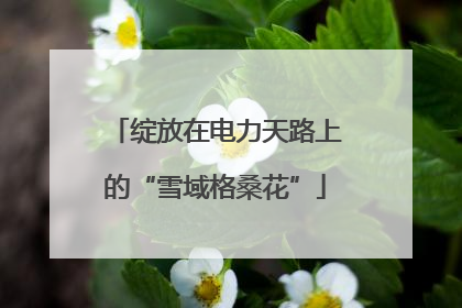 绽放在电力天路上的“雪域格桑花”
