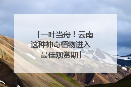 一叶当舟！云南这种神奇植物进入最佳观赏期