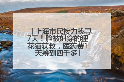 上海市民接力找寻7天！脸被射穿的狸花猫获救，医药费1天筹到四千多