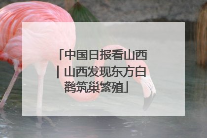 中国日报看山西｜山西发现东方白鹳筑巢繁殖