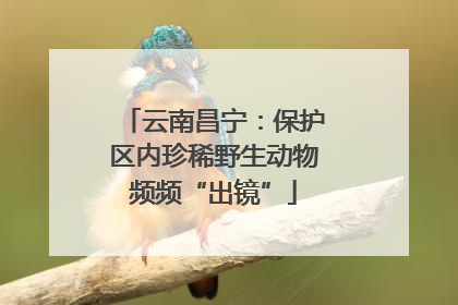 云南昌宁：保护区内珍稀野生动物频频“出镜”