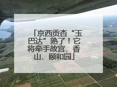 京西贡杏“玉巴达”熟了！它将牵手故宫、香山、颐和园