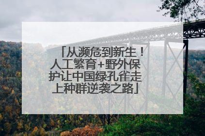 从濒危到新生！人工繁育+野外保护让中国绿孔雀走上种群逆袭之路