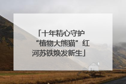 十年精心守护 “植物大熊猫”红河苏铁焕发新生