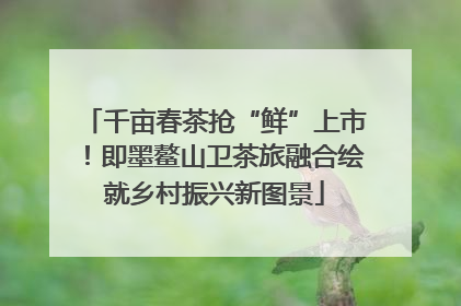 千亩春茶抢“鲜”上市！即墨鳌山卫茶旅融合绘就乡村振兴新图景