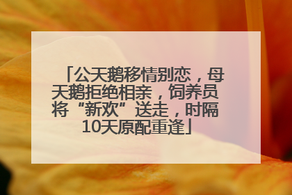 公天鹅移情别恋，母天鹅拒绝相亲，饲养员将“新欢”送走，时隔10天原配重逢