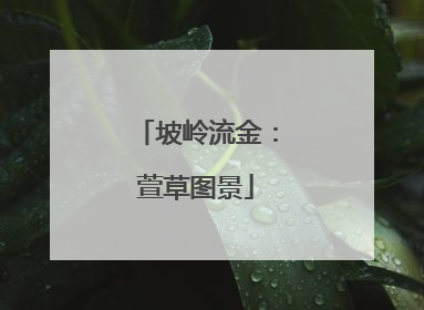坡岭流金：萱草图景
