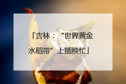 吉林：“世界黄金水稻带”上插秧忙