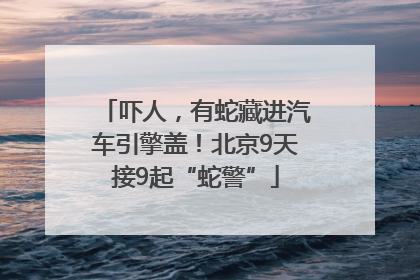 吓人，有蛇藏进汽车引擎盖！北京9天接9起“蛇警”