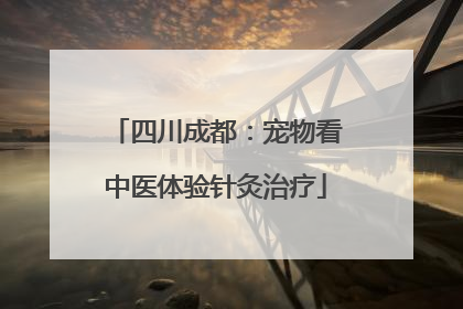 四川成都：宠物看中医体验针灸治疗