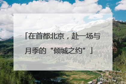 在首都北京，赴一场与月季的“倾城之约”