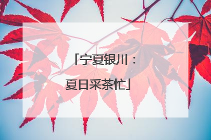宁夏银川：夏日采茶忙