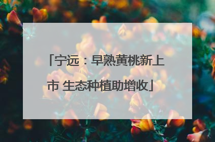 宁远：早熟黄桃新上市 生态种植助增收