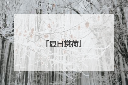 夏日赏荷