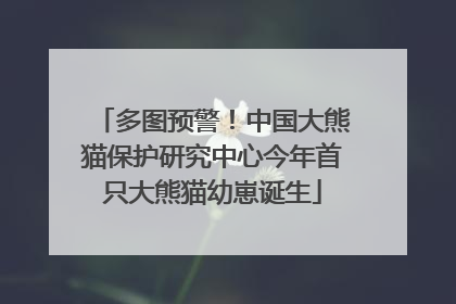 多图预警！中国大熊猫保护研究中心今年首只大熊猫幼崽诞生