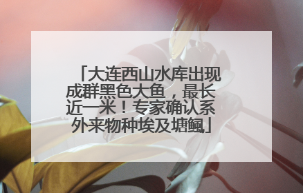 大连西山水库出现成群黑色大鱼，最长近一米！专家确认系外来物种埃及塘鲺