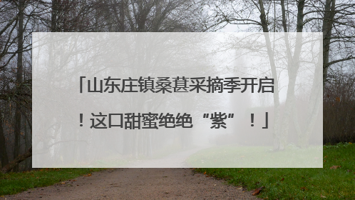 山东庄镇桑葚采摘季开启！这口甜蜜绝绝“紫”！