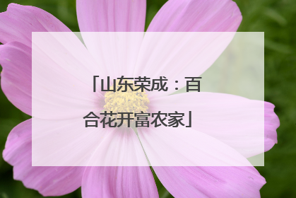 山东荣成：百合花开富农家