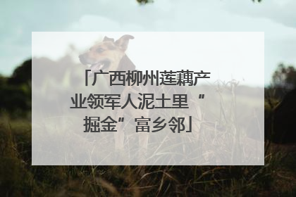 广西柳州莲藕产业领军人泥土里“掘金”富乡邻