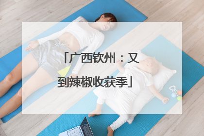 广西钦州：又到辣椒收获季