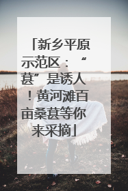 新乡平原示范区：“葚”是诱人！黄河滩百亩桑葚等你来采摘