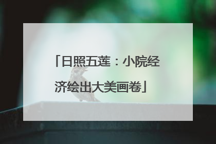 日照五莲：小院经济绘出大美画卷