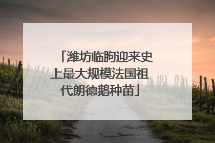 潍坊临朐迎来史上最大规模法国祖代朗德鹅种苗