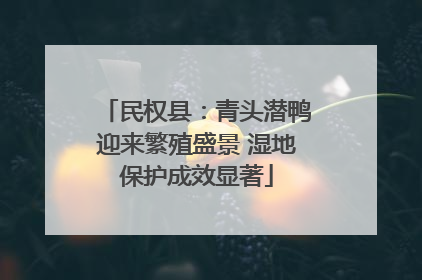 民权县：青头潜鸭迎来繁殖盛景 湿地保护成效显著