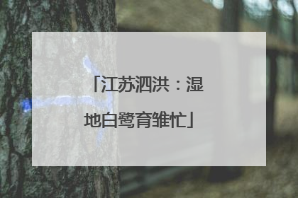 江苏泗洪：湿地白鹭育雏忙