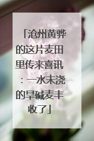 沧州黄骅的这片麦田里传来喜讯：一水未浇的旱碱麦丰收了