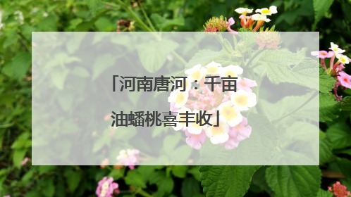 河南唐河：千亩油蟠桃喜丰收