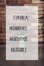 济南大明湖的红尾伯劳登枝高歌