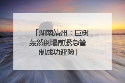 湖南靖州：巨树轰然倒塌前紧急管制成功避险