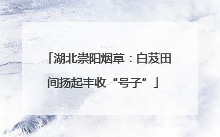 湖北崇阳烟草：白芨田间扬起丰收“号子”