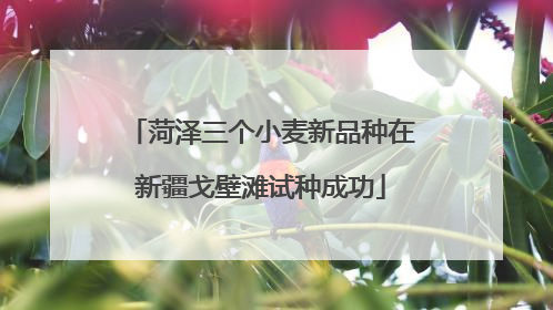 菏泽三个小麦新品种在新疆戈壁滩试种成功