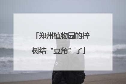 郑州植物园的梓树结“豆角”了