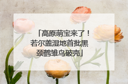 高原萌宝来了！若尔盖湿地首批黑颈鹤雏鸟破壳