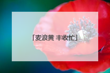 麦浪黄 丰收忙
